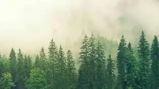 1 Hour Relaxing Music Nature Sound Summer Java Forest