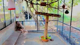 Adding Plants to My Aviary 🌿 | Creating a Natural Bird Paradise