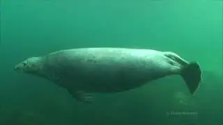 Le phoque gris Halichoerus grypus BRETAGNE