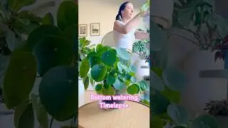 Bottom Watering Houseplants Timelapse | The BEST Way to Water Your Plant Collection  #plantlover