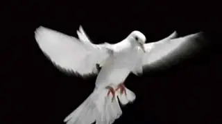 Ez keboka sip&icirc;me 🕊🕊🕊