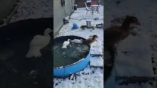 my ducks seem to be handling the winter weather just fine!!