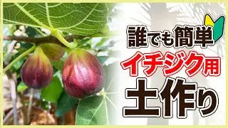 【イチジク 】夏から秋に植え替えするとどうなる？土作りも全て見せます！（いちじくの育て方）