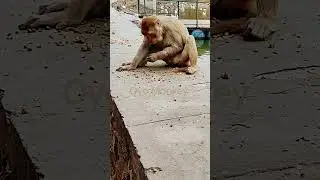 Jungle Jigsaw: A Monkey's Adventure Piecing Together Nature's Puzzles!  | #shorts #short