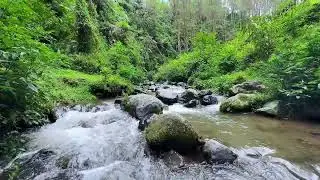 Experience serenity from flowing river beneath daylight forest for comfortable deep sleep
