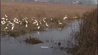 Do watch!  Egrets and cranes bring Taleigao to splendor.#Goa #Goanews #Egrets #Cranes
