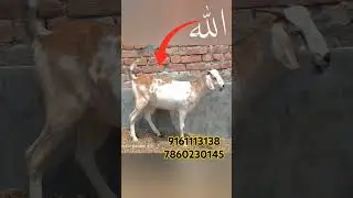 #bakra #bakreed #bakreedmubarak #kurbanı #bakra