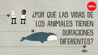 ¿Por qué las esperanzas de vida de los animales son tan distintas? - Joao Pedro de Magalhaes