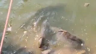 grass carp growth in 4 months