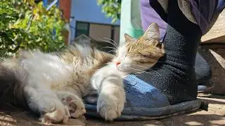 Chillin' Like a Cat: Napping and Sunbathing on Owner's Foot