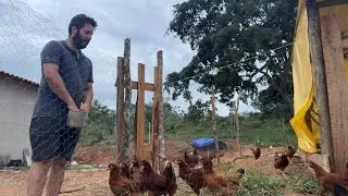 Tivemos um problema com as galinhas aqui no sítio — veja o que aconteceu