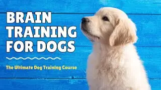 Brain Training for Dogs - Unlock Your Dog's Hidden Intelligence with Brain Training for Dogs 🐶