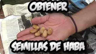 Como Conseguir Semilla De : Las Habas || Semillas Organicas || La Huertina De Toni