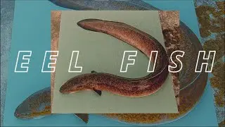 ANG DAMING EEL FISH (PALOS) NA NAHULI