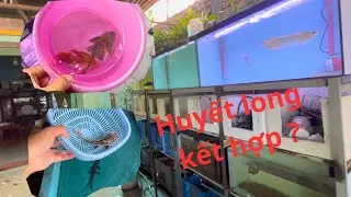 Vlog1-Kết Hợp HUYẾT LONG với 1 Dòng Săn Mồi Hung Hăng Và Cái Kết-  Thêm Những Thành Viên Mới Về Đội