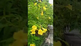 🌼 Bright & Cheerful &ndash; Yellow Trumpet Flower