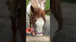 SURE FOOT Pads create deep relaxation in horses.