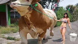Mind-Blowing Giant Cows Pregnancy Test Fails Gorgeous Girls on the Farm Massive Machines - Live