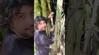 This Bamboo Had a Surprise Inside&hellip; #bamboo #nature
