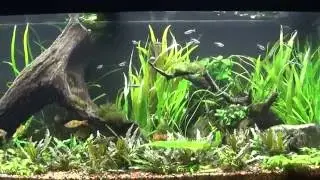 75 Gallon Aquarium Crypts crinum calamistratum HYGROPHILA CORYMBOSA ANGUSTIFOLIA