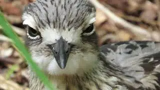 Bush Stone Curlew Up Close: Nature&rsquo;s Night Owl