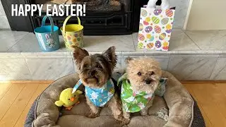 Tiny Yorkie Easter egg hunt