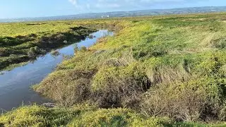 Nature scenery and sounds, River Dee marshes, Cheshire UK