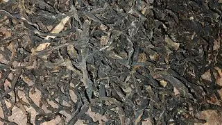 हरियो कर्कलोको गाभा | घरमै सजिलो तरिकाले सुकेको कर्कलो