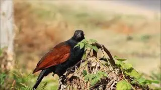 Greater coucal hunting
