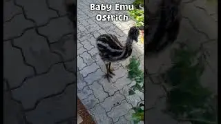 Emu Life Day 49 - Baby Ostrich has fun on yard #shorts