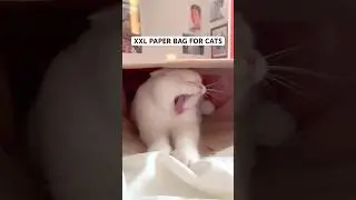 Super Big Paper Bag for Cats!