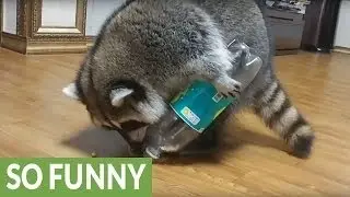 Ghetto Monkey Eating Bananas (Funny Voiceover without intro) Please Subscribe Us For More