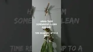 How To Harvest Mullein Leaf - All In Less Than A Minute - Herbal How To From Cutting To Storing