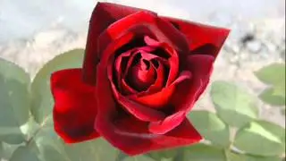 الورد ما يحلاش كي خُدّيها  ♫ يوسف التميمي ♫