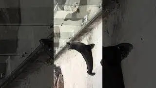 Seal Show at Melbourne Zoo 🦭 | Amazing Tricks & Fun Moments | Australia