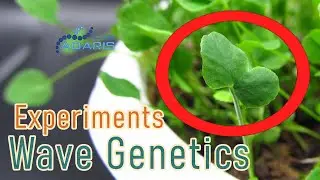 Wave Genetics Experiments Clover mutaginesis in Adaris Lab