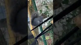 grey squriell video