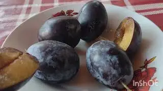 Italian plums ripened today August 5, 2025