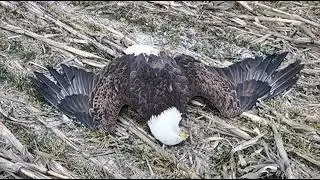 सपने में चील को मारना  Sapne Me Cheel Ko Marna  Killing Eagle In Dream meaning