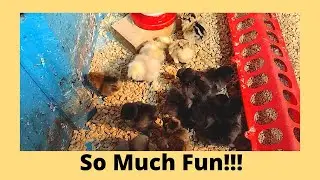 New Baby Chicks Three Breeds