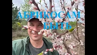 Абрикос на ветке рос #diet #youtuber #live #tech #судьба #суперфуды #зож