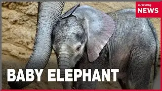 Kronberg zoo introduces newborn elephant