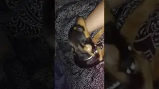 Chihuahua Alexander the Great David Courtney Burton Tonya Underwood