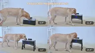UPSKY Elevated Dog Water Fountain