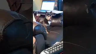 The strange and unusual sounds of dogs #youtube #funny #petsunited #pets #prank #funnyanimal #dog