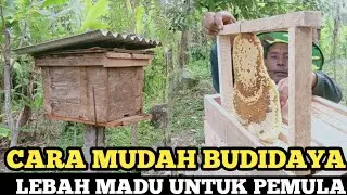 Cara Mudah Budidaya Lebah Madu Untuk Pemula