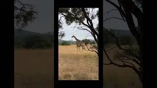 How we BRAAI Succulent Sirloin Steaks in the African Bush