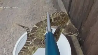 North Bay rattlesnake wrangler works to keep people and reptiles safe
