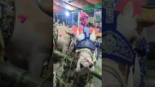 Pookie Cow. Qurbani cow pookie. pink color cow. #cow #qurbanvlogs #funny #reels