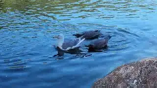 What are they doing?
